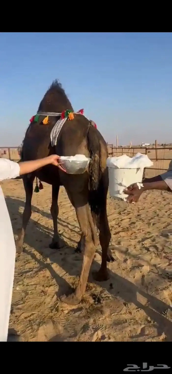 خلفه ماشاءالله كفو 0