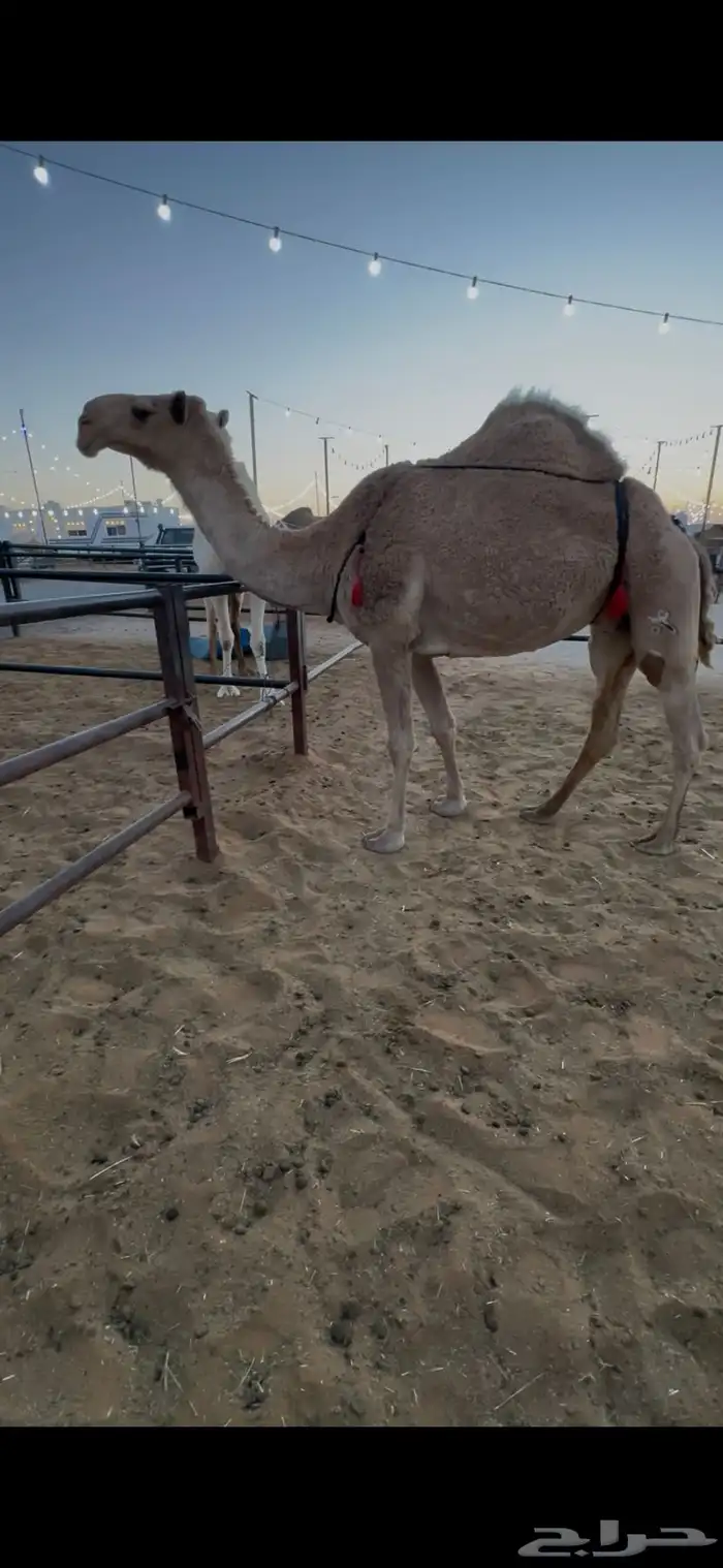 ضروبه شعلا 0