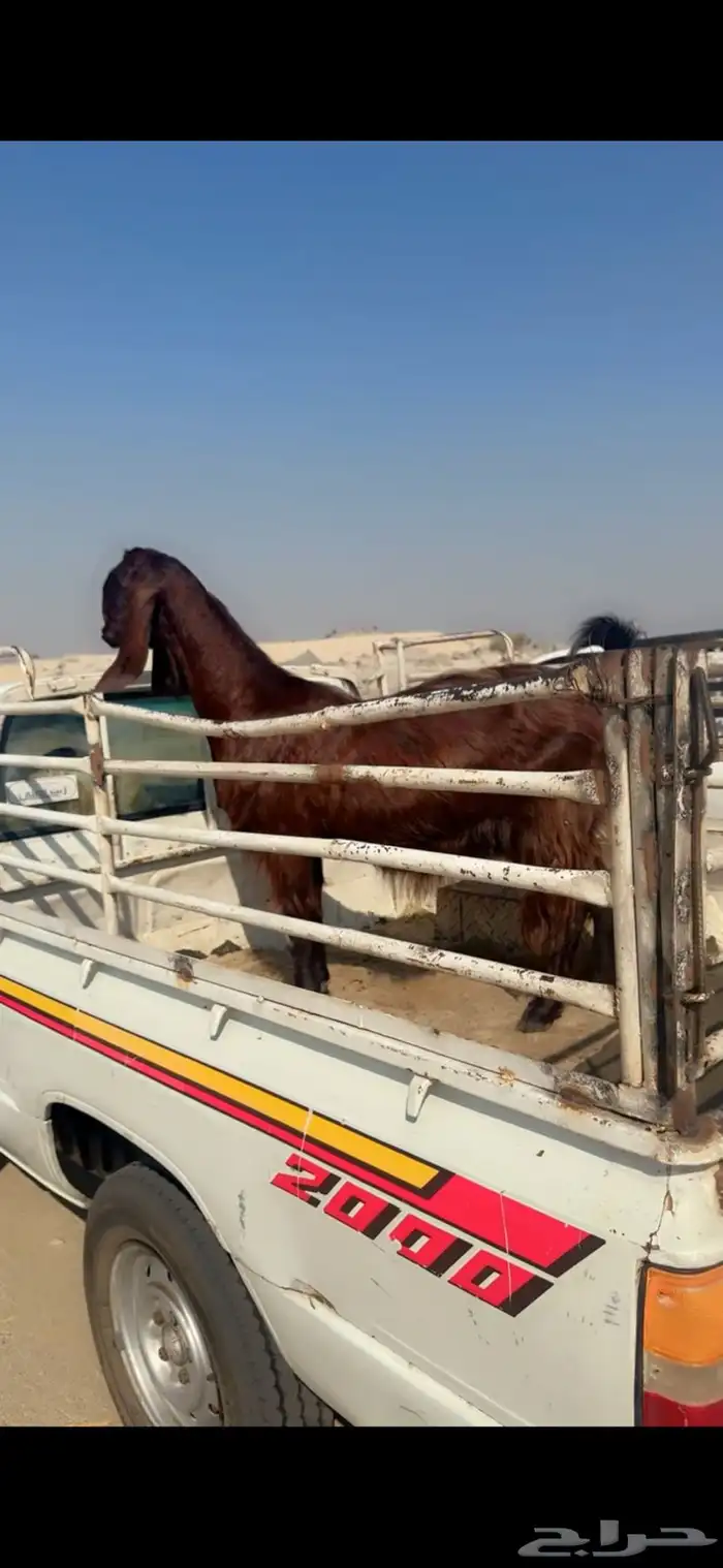 عنز قبرصي ع شامي خصممم 0