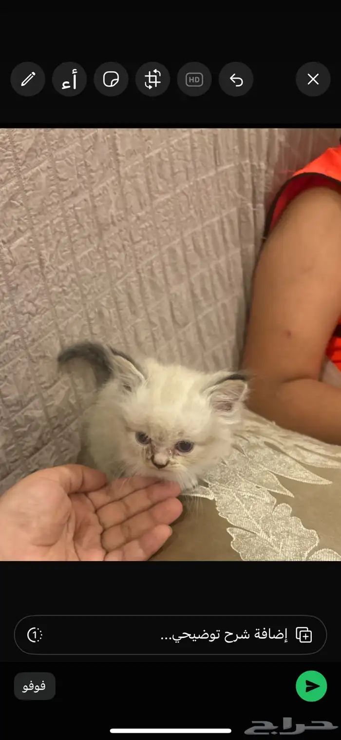 قطو هملايا ذكر عمرهاشهرين يحب لعب 1