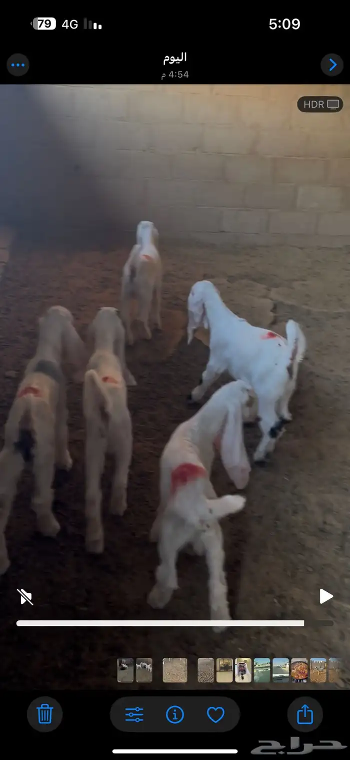 دواغير للبيع 0