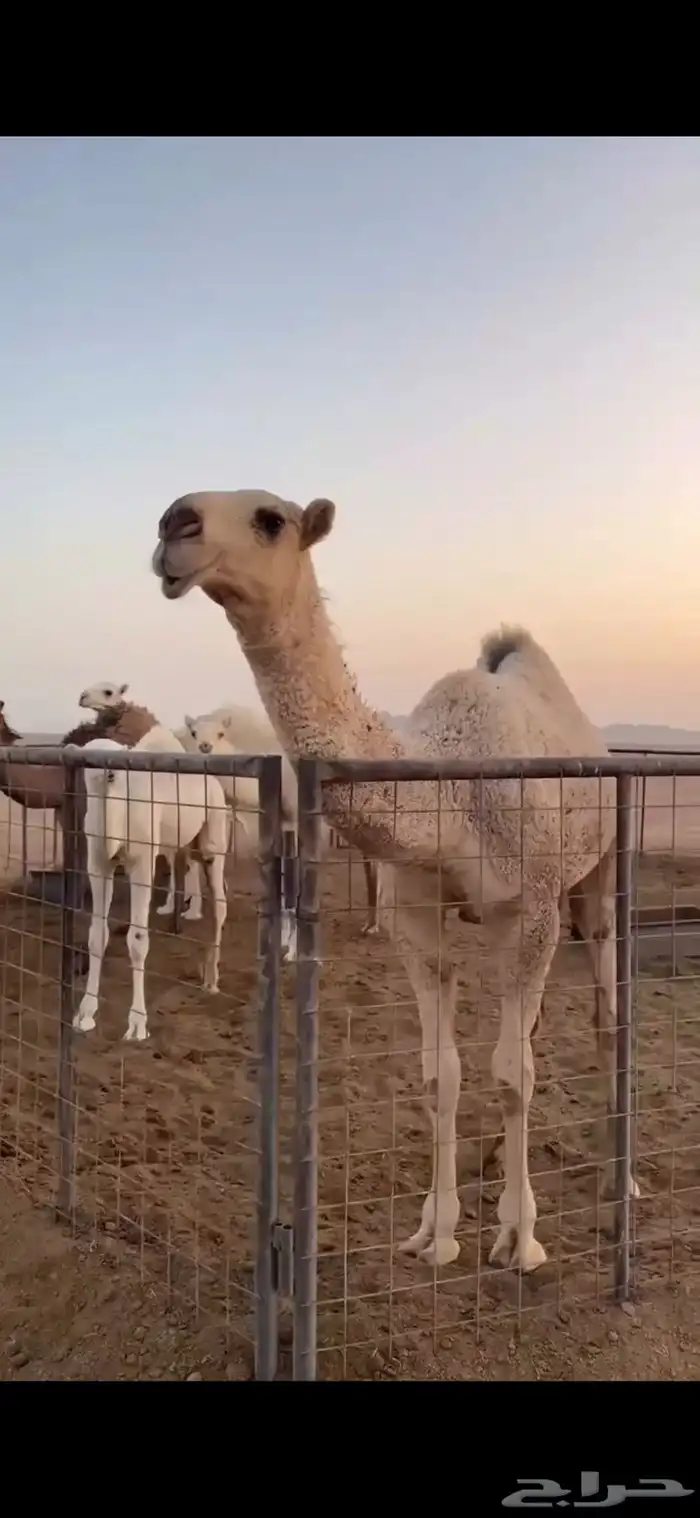 حوارة باتلية 0