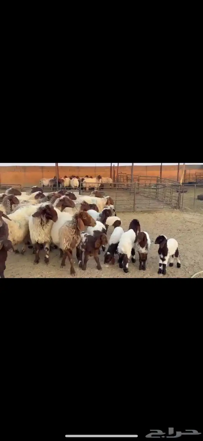 رغث فاخره 20 تحتها 20 3