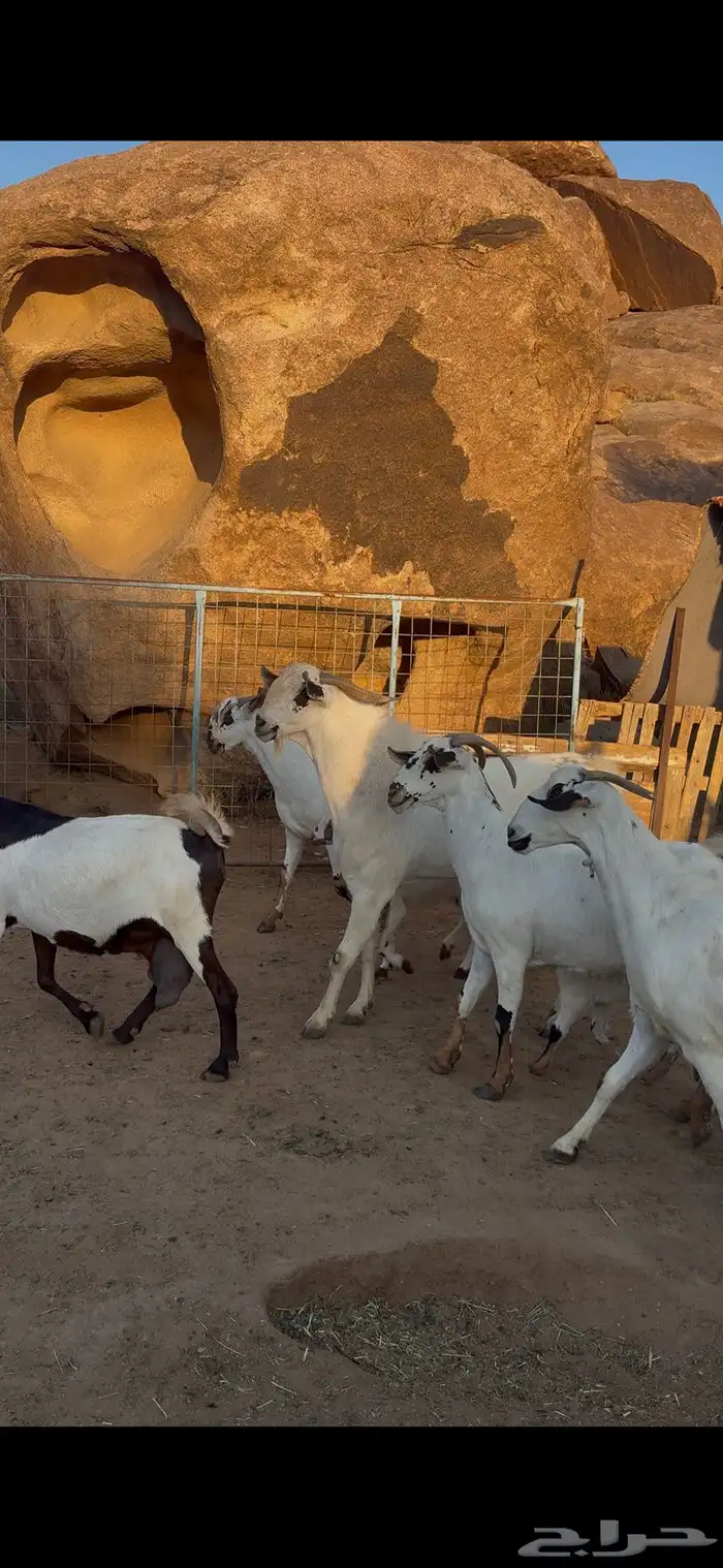 معزا بيشيات خلفات صنف 6