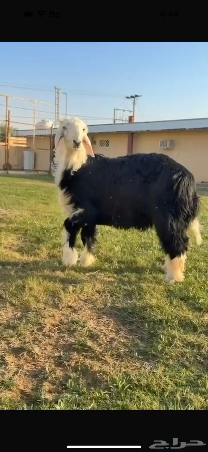 خروف نجدي 1