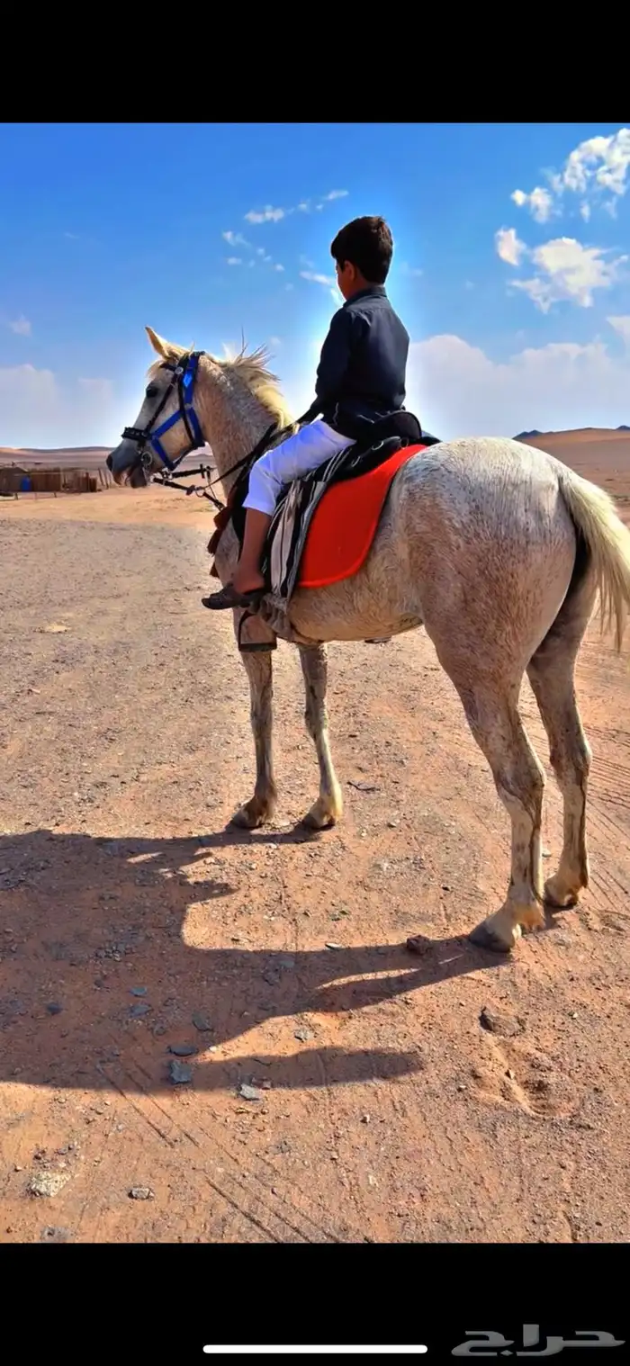 للبيع فرش شعبيه شيخه 2