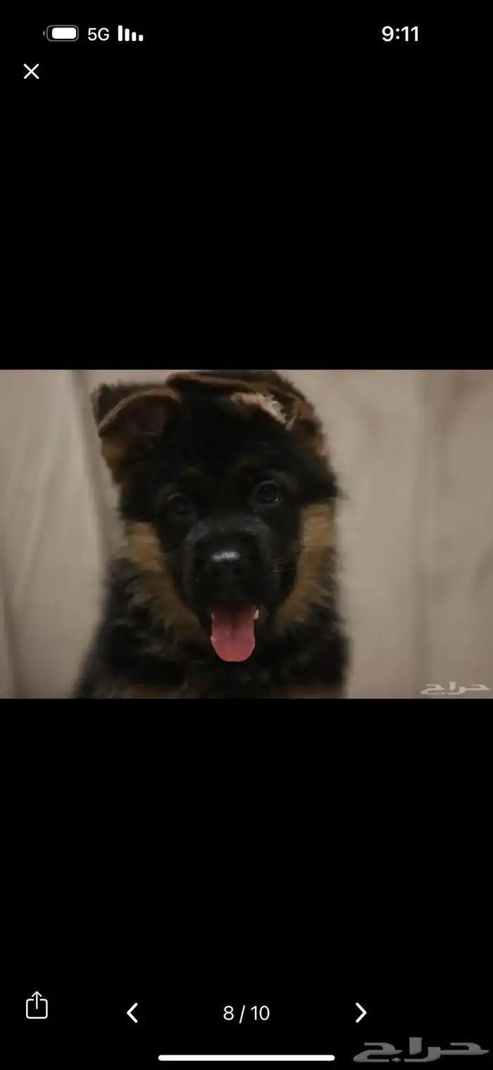 للبيع اقوى جراوي جيرمن شولاين 1