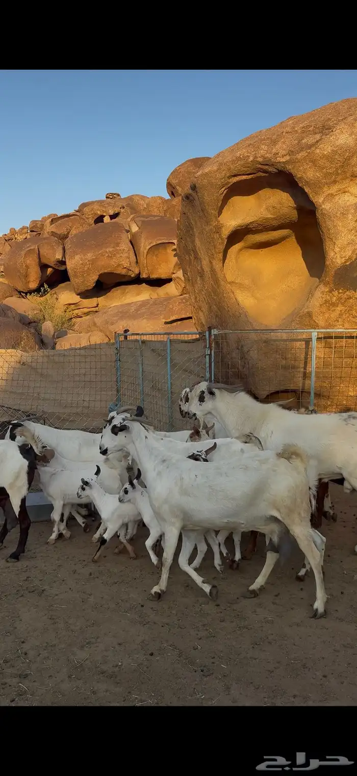 معزا بيشيات خلفات صنف 5