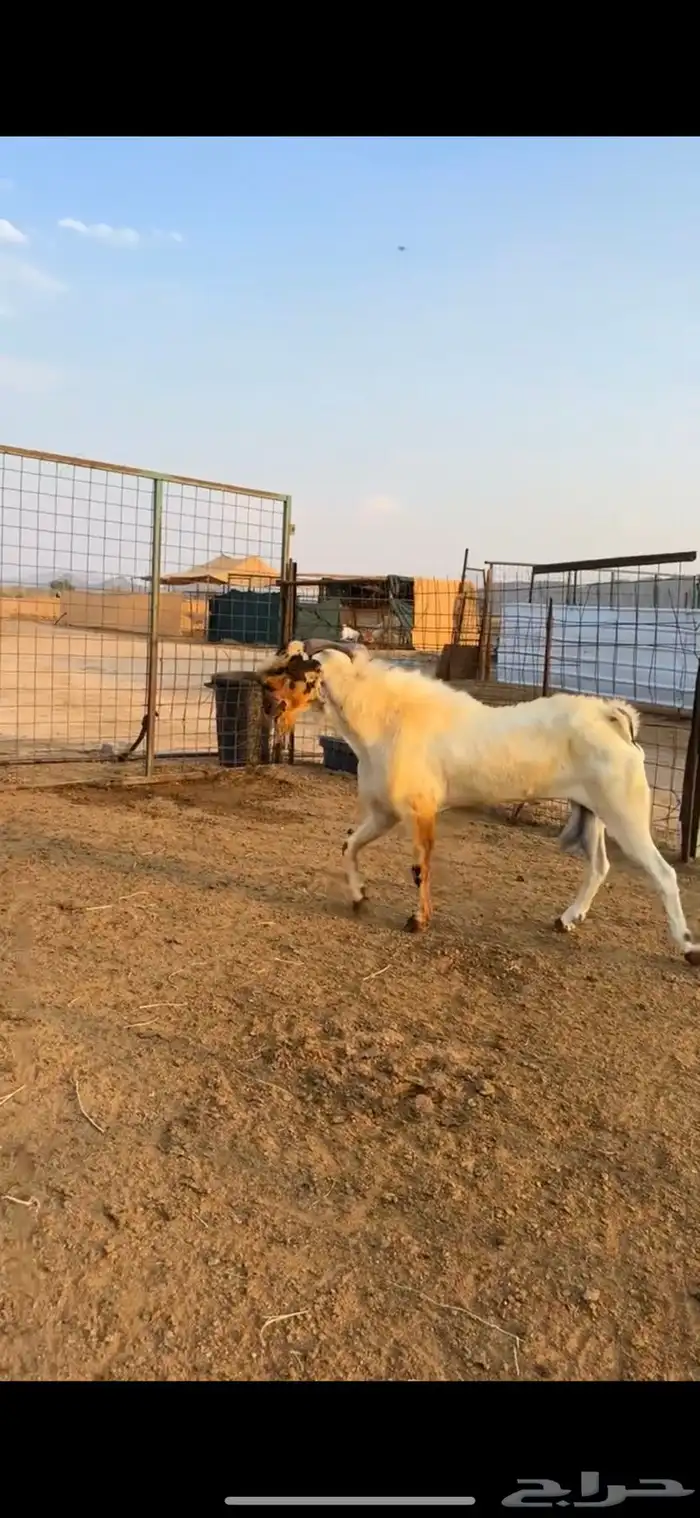 تيس بيشي فحل صنف الصنف إنتاجه فاخر 0