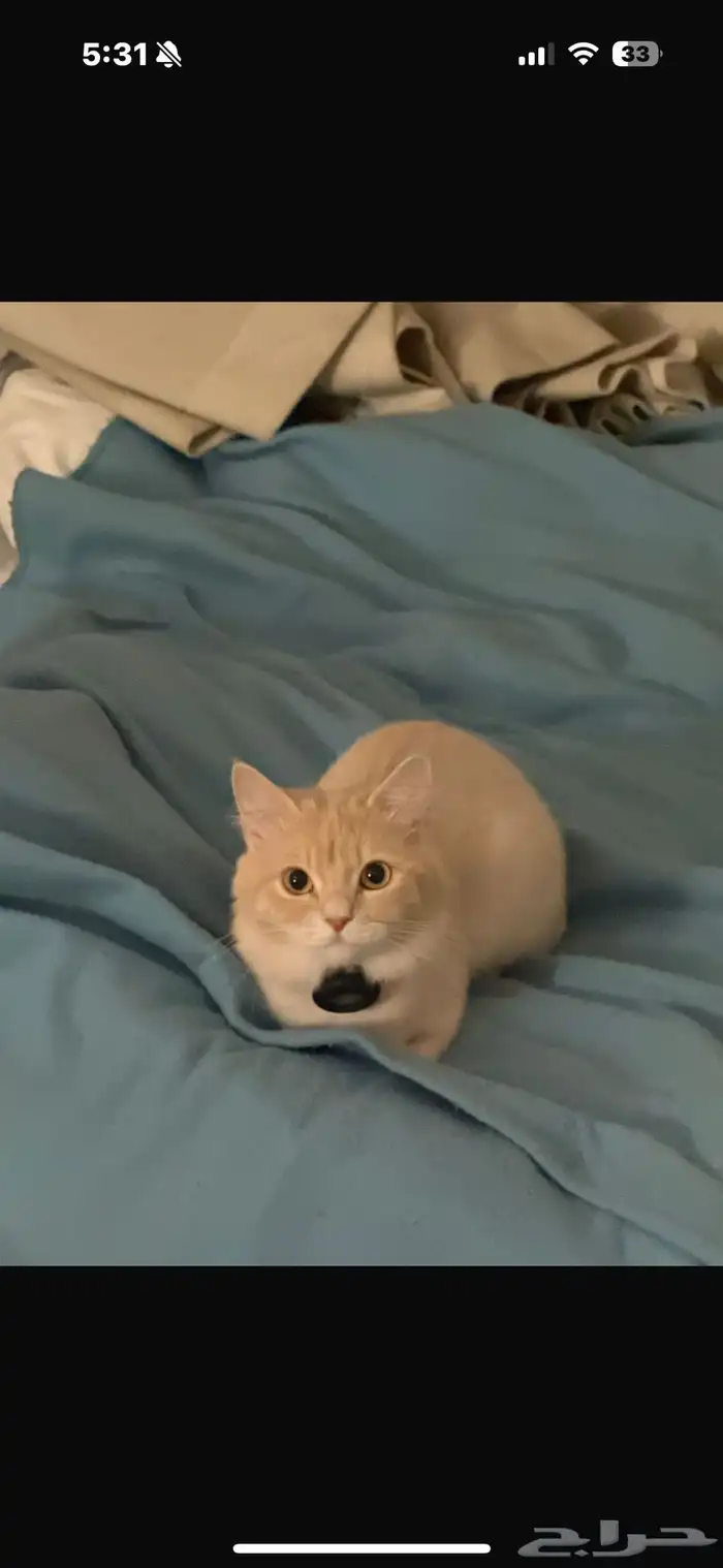 قطه تبني 0