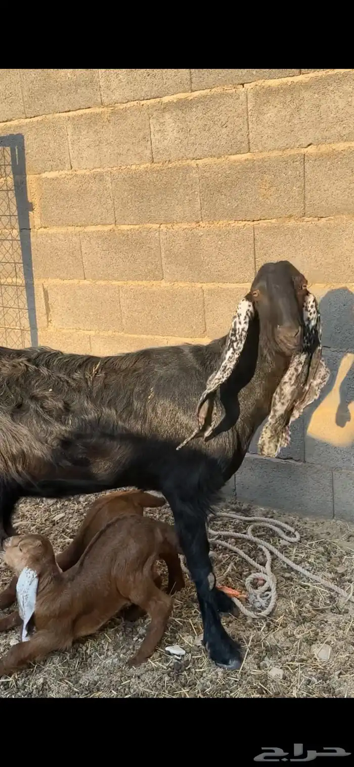 عنز تحتها تيسين 0