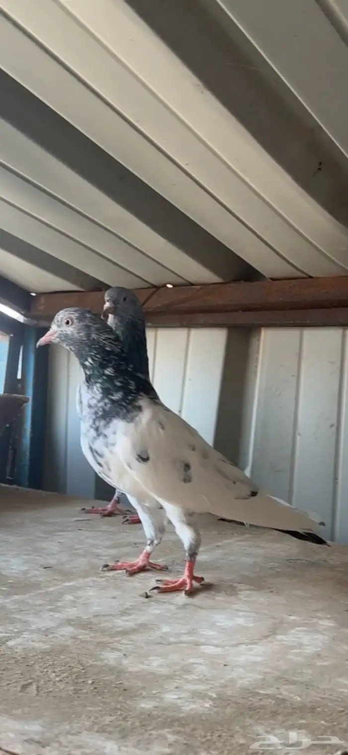 حمام باكستاني 5