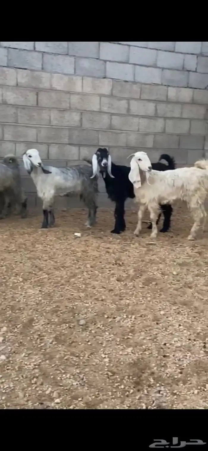 للبيع جفار جذعات 1