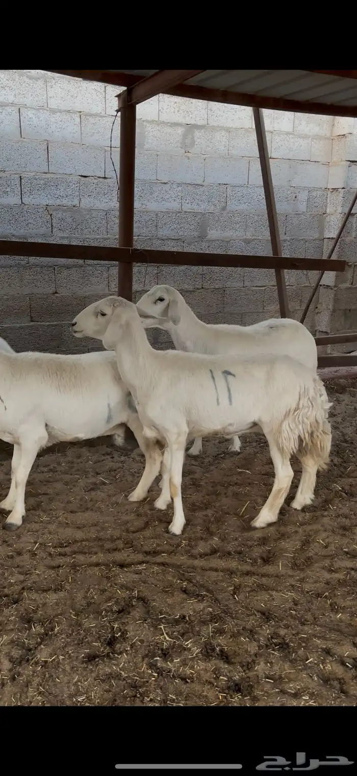 غنم حريات طيبه جرم 2