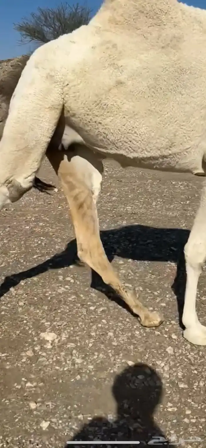 ضروبه بكره مبيوع حاشيه 2