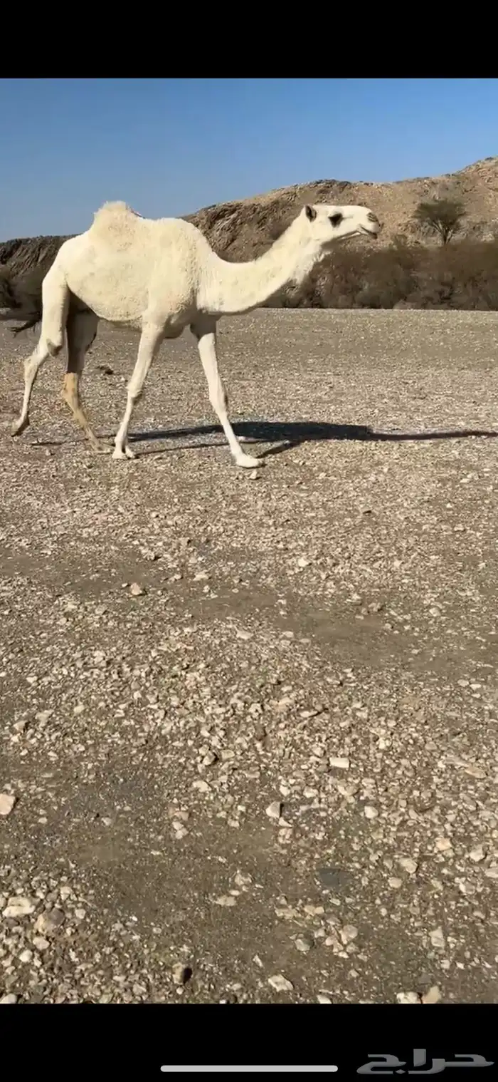 ضروبه بكره مبيوع حاشيه 0