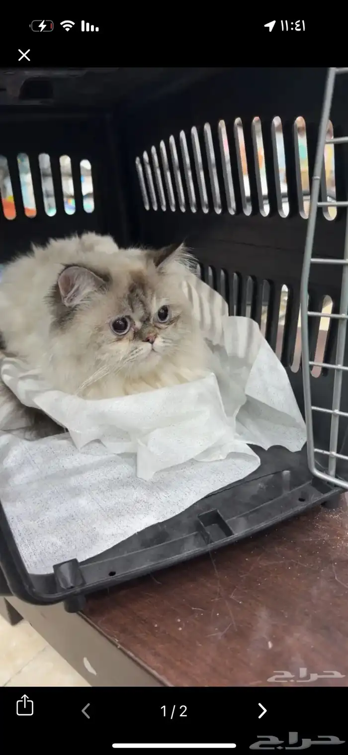 قطه هملايا ابيض اللون انثى بصحة ممتازه 0