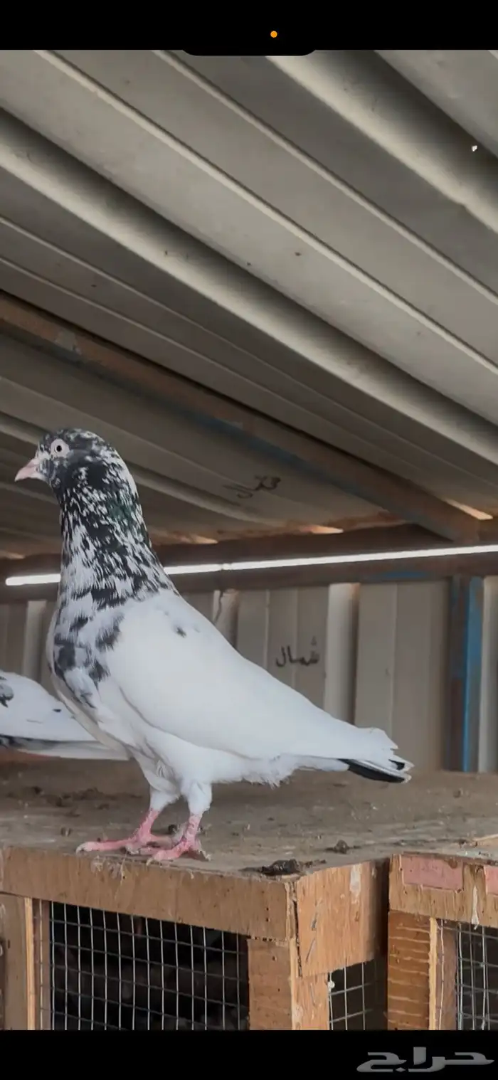 حمام باكستاني 0