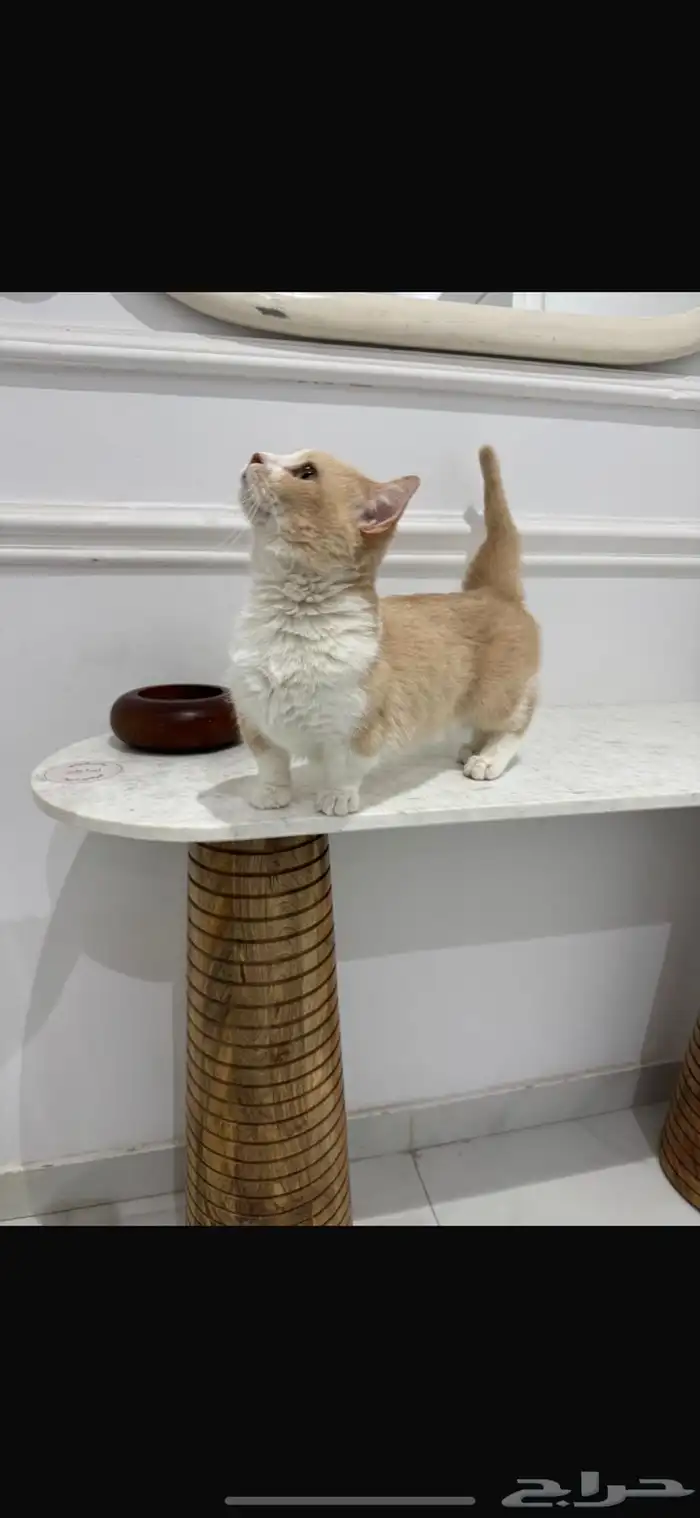 ذكر منشكن للتزوج 0