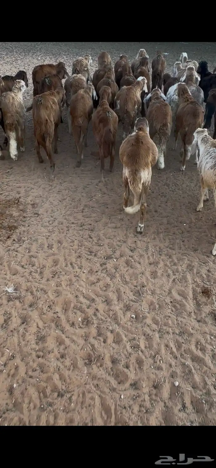 سواكن طيبه العدد 38 1