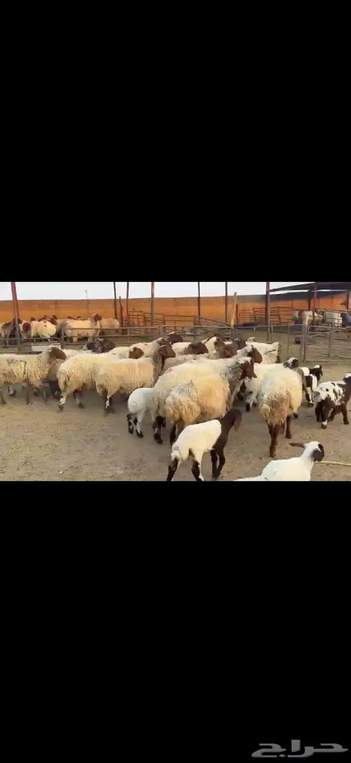 رغث فاخره 20 تحتها 20 1