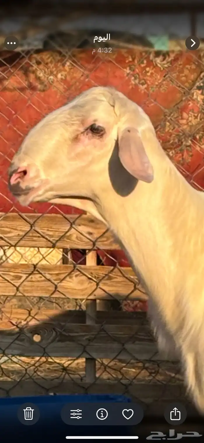 فحل أصفر أبرص 0