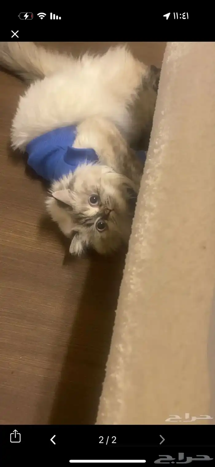 قطه هملايا ابيض اللون انثى بصحة ممتازه 1