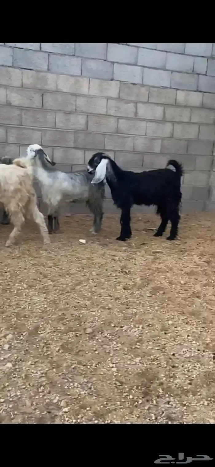 للبيع جفار جذعات 0