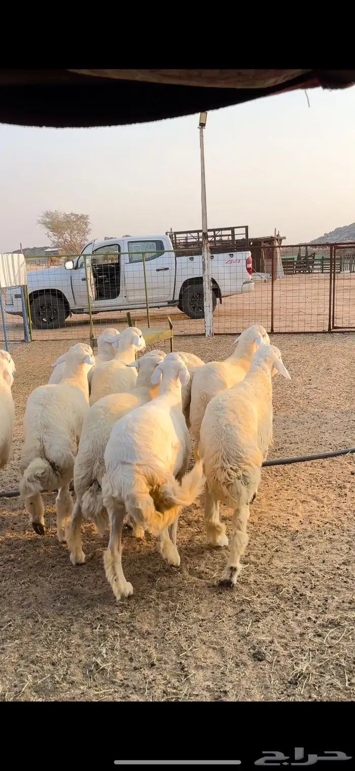 طليان جبره للبيع 2