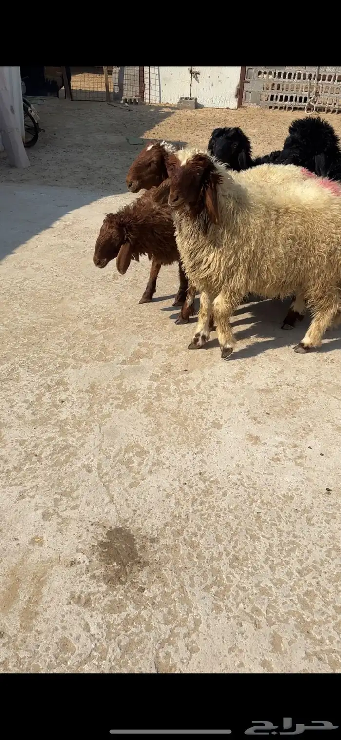 ذبايح نعيم و عرب 0