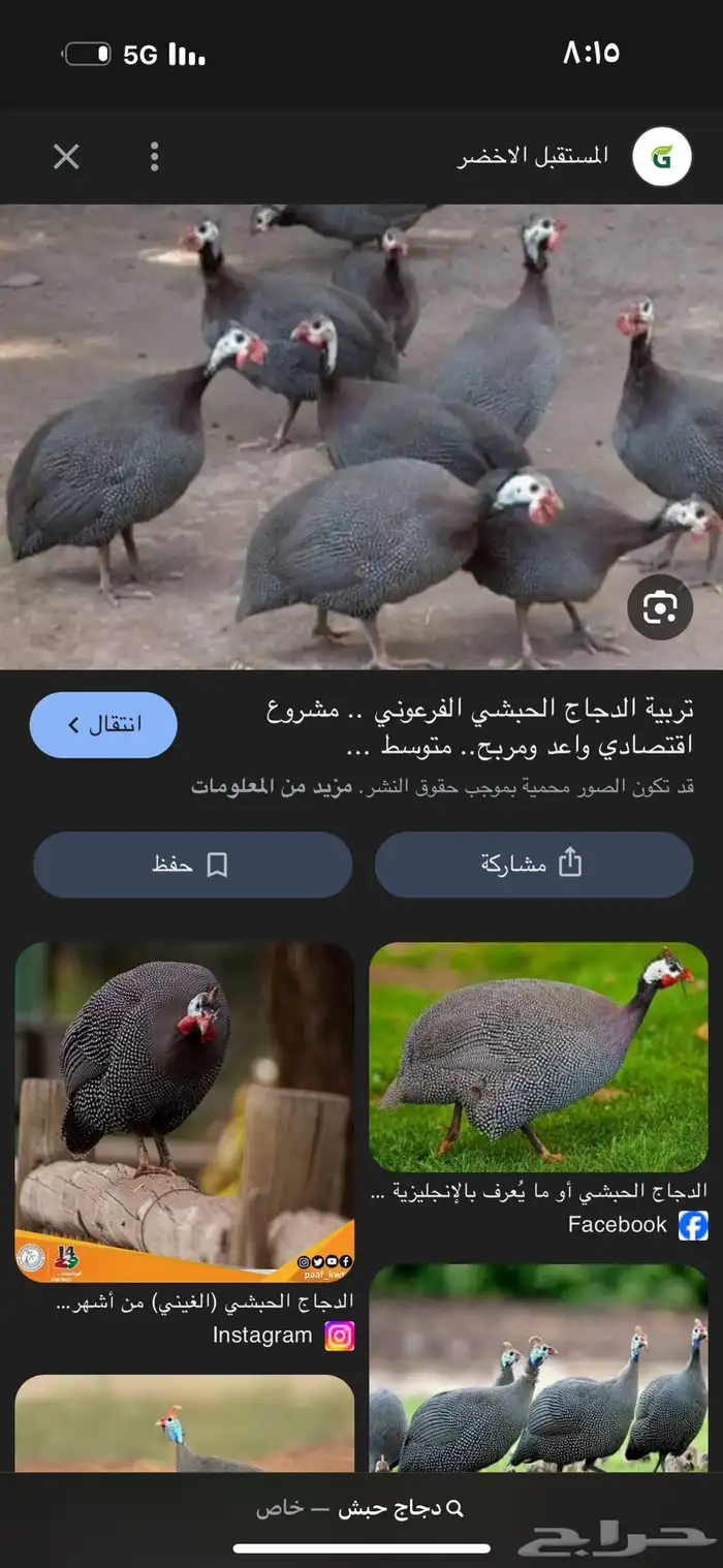 مطلوب دجاج حبش الزلفي 0