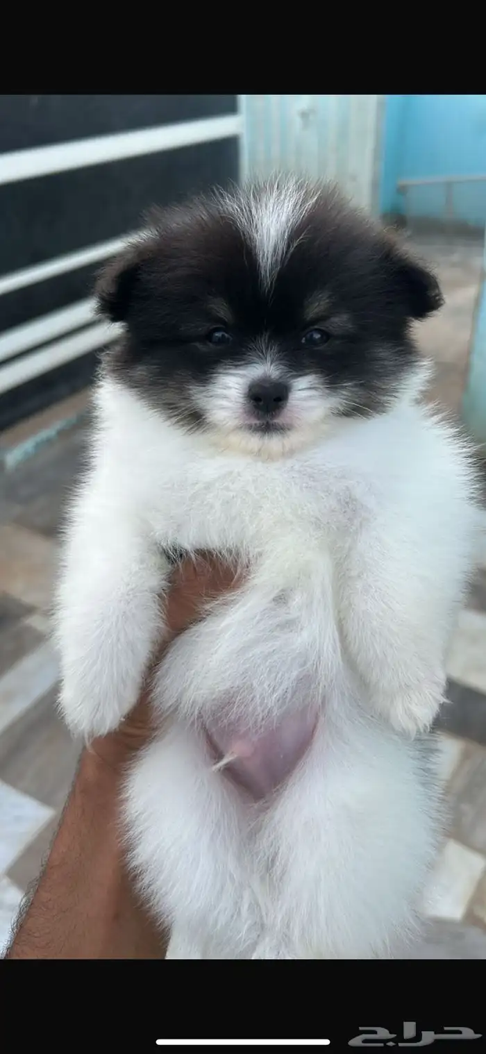 كلاب بومرينيان للبيع 1