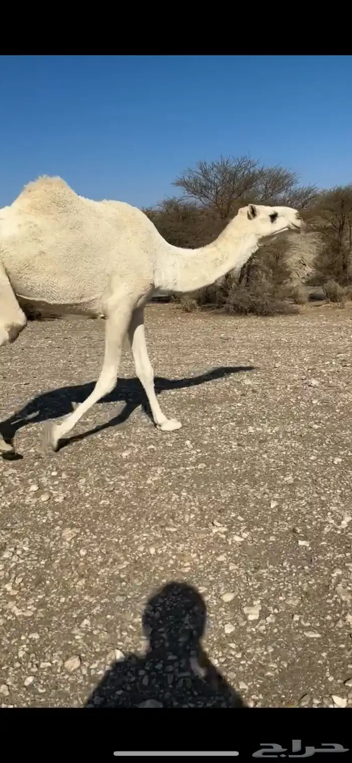 ضروبه بكره مبيوع حاشيه 1