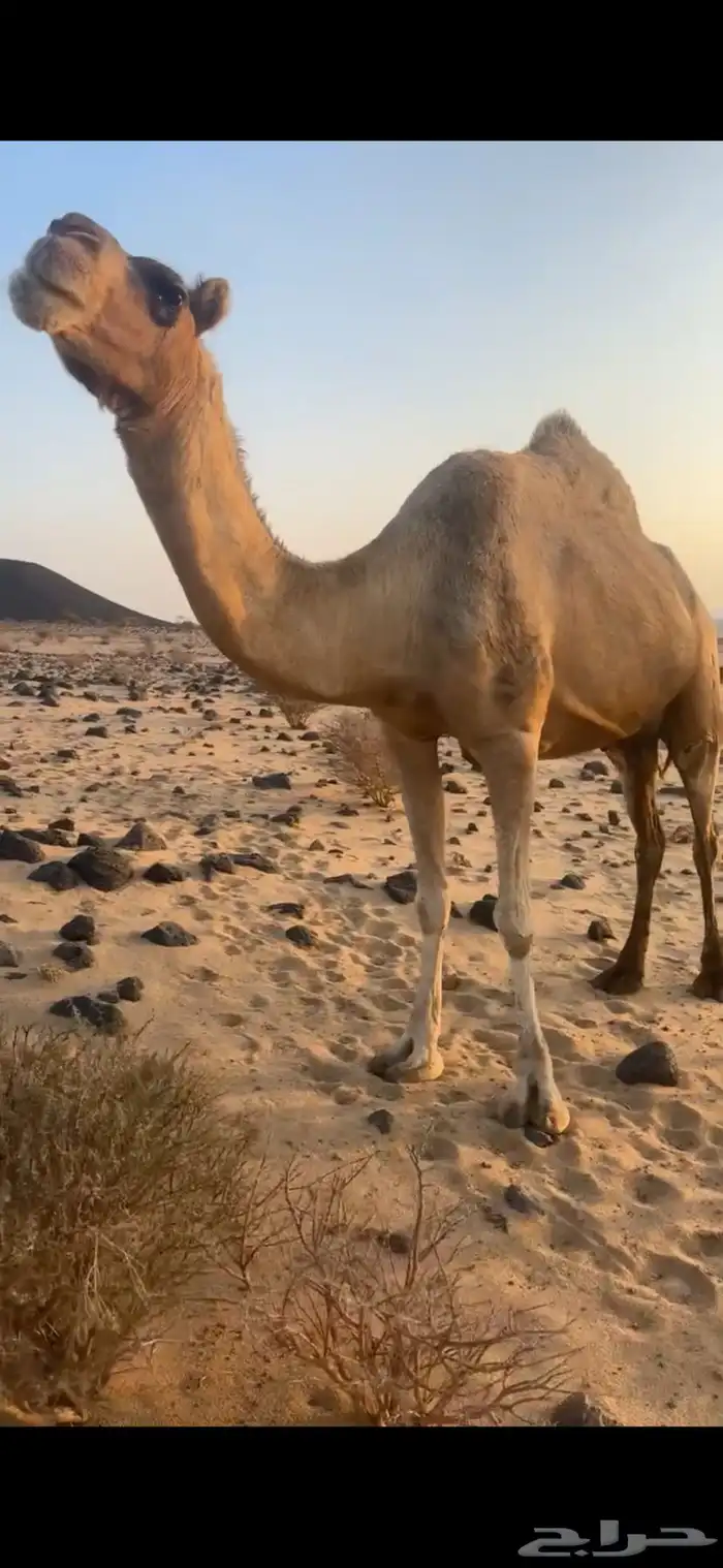 نياق خلفات كفو 1