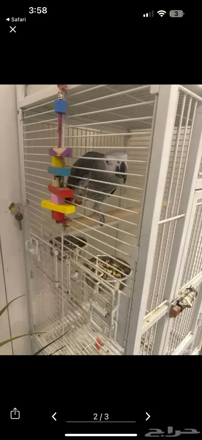 ببغاء كاسكو متكلم 1