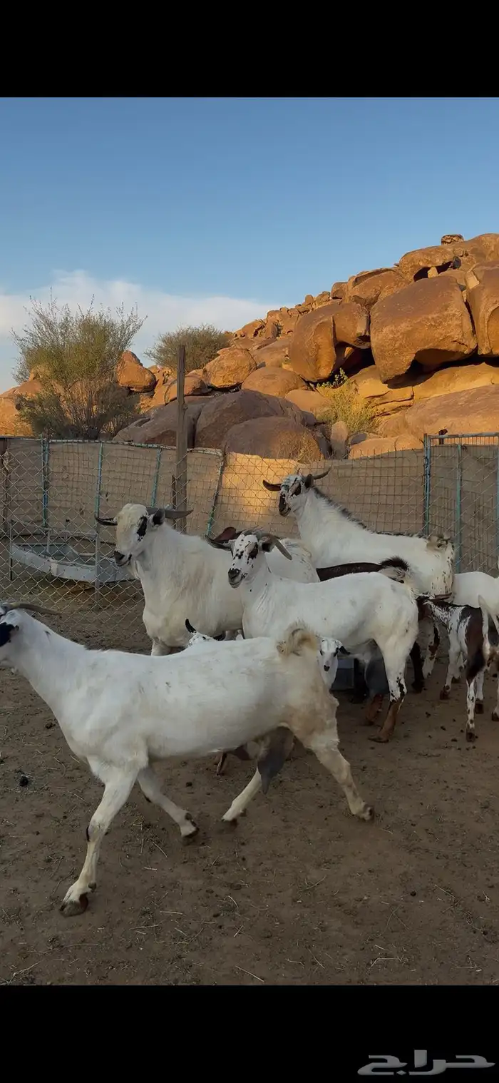 معزا بيشيات خلفات صنف 1