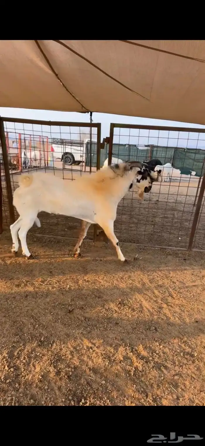 تيس بيشي فحل صنف الصنف إنتاجه فاخر 3