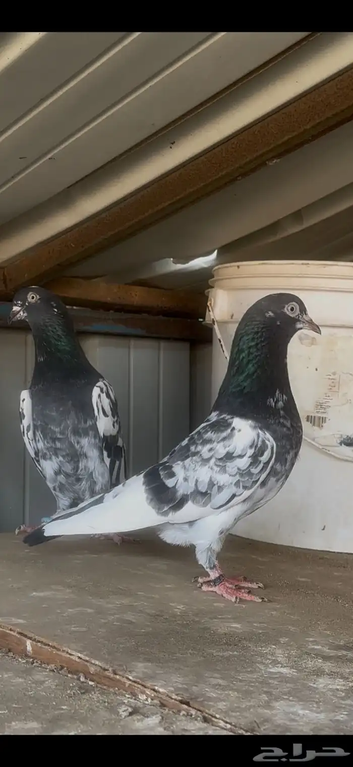 حمام باكستاني 7