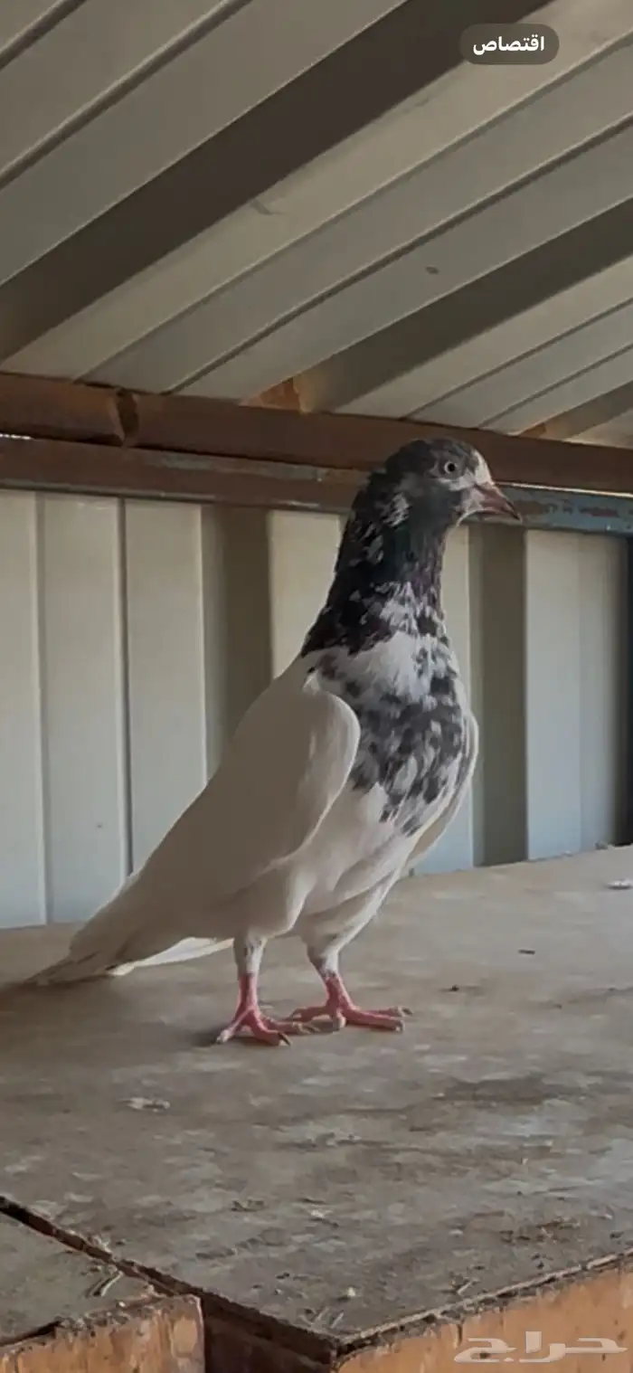 حمام باكستاني 9