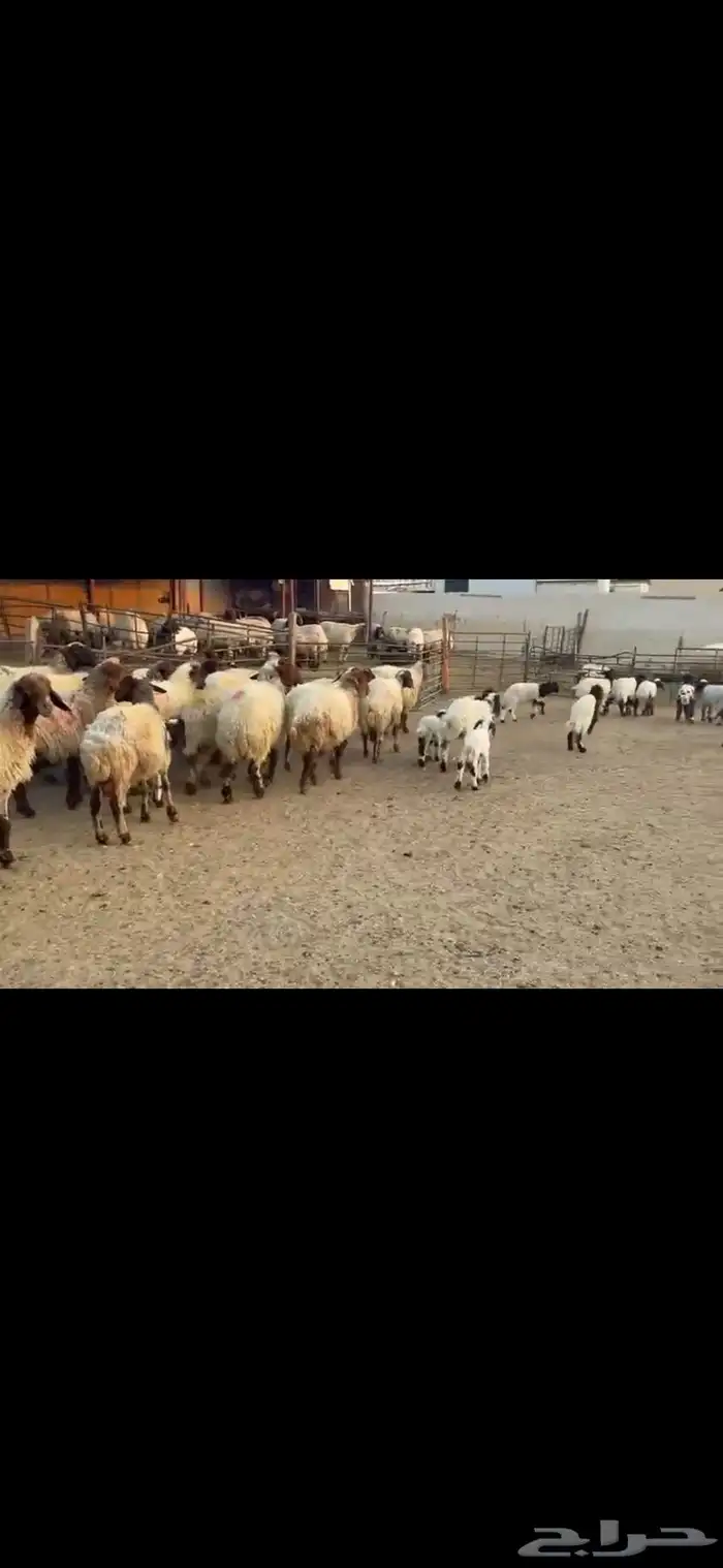 رغث فاخره 20 تحتها 20 6