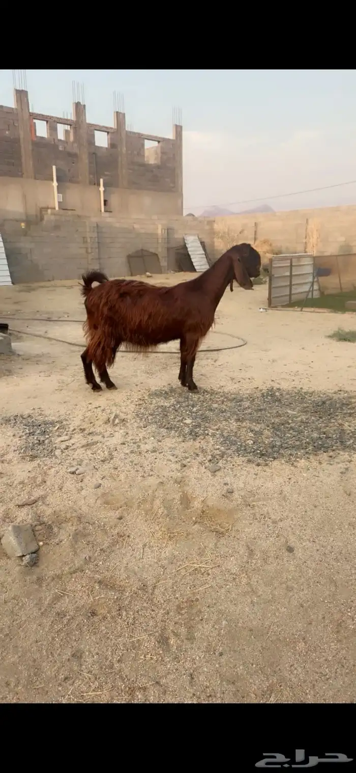 عنز قبرصي ع شامي خصممم 3