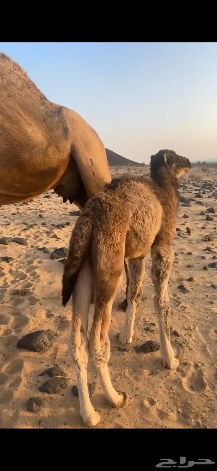 نياق خلفات كفو 0