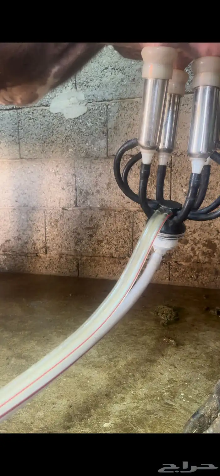 بقره المانيه 0