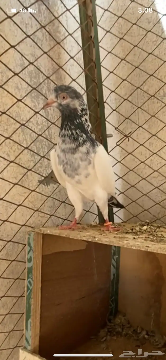 للبيع ازواج باكستاني اساس شرط صحه وانتاج 5