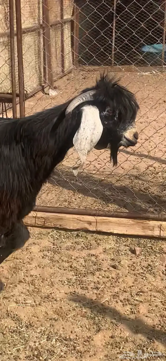 للبيع تيس عارضي جذع العمر 10 شهور تقريبا 0