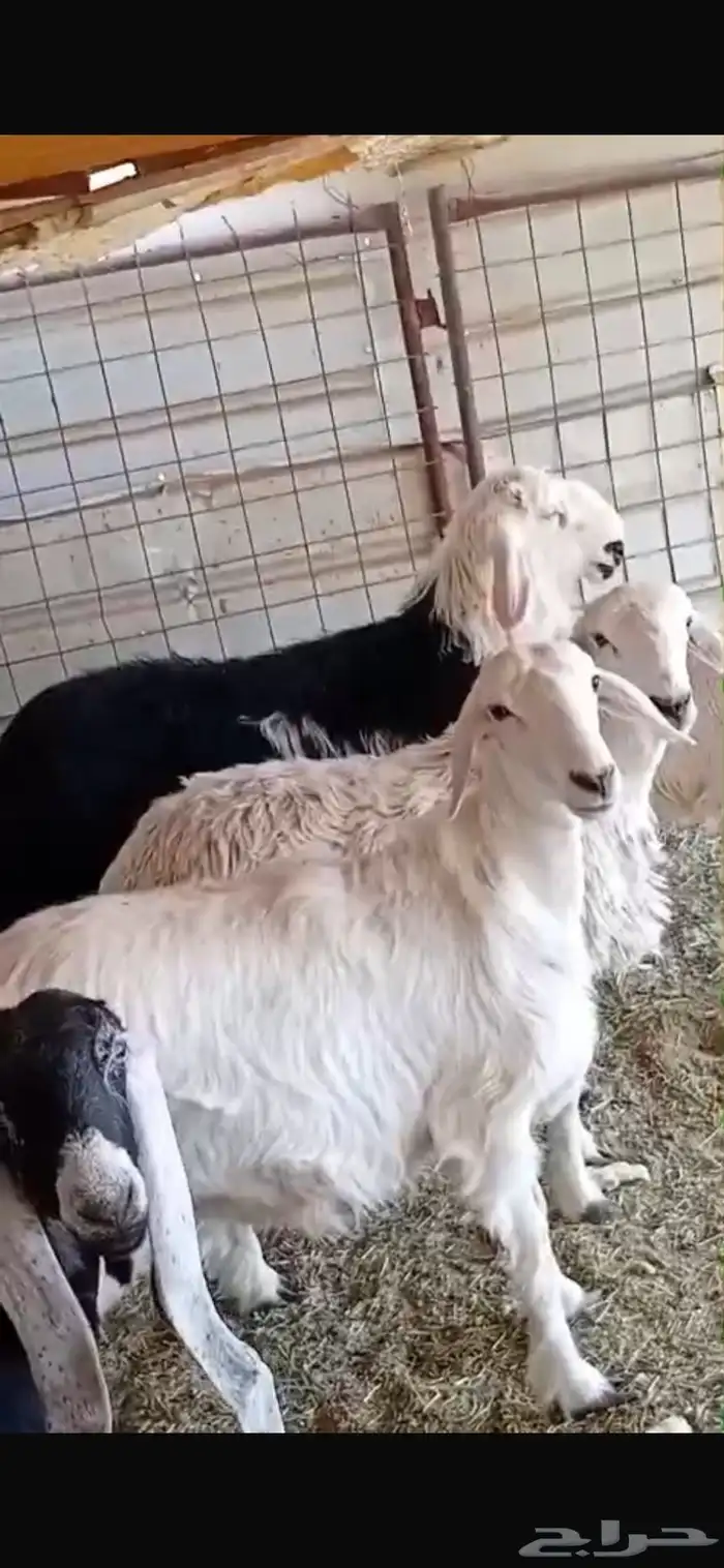 خرفان نجدي خرفان حريه ي ورخل حريه وجفره عارضيه كلها فل شحم 4