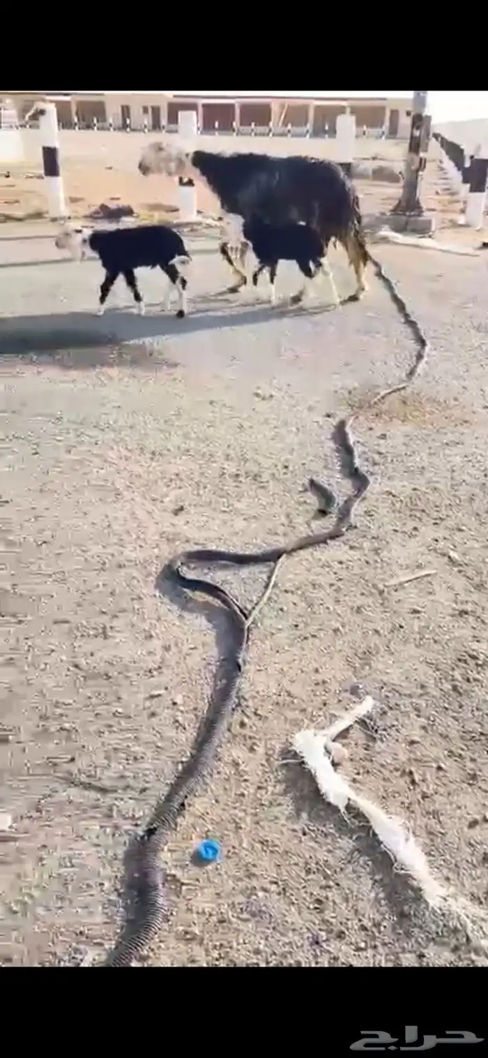 شاه نجديه متوم 1