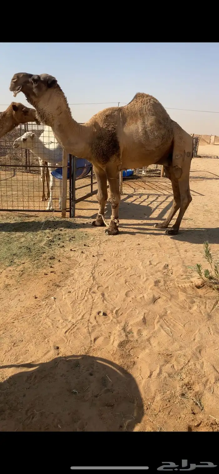 للبيع فحل ولد غرنوق من ابل الامير سلطان بن محمد 3