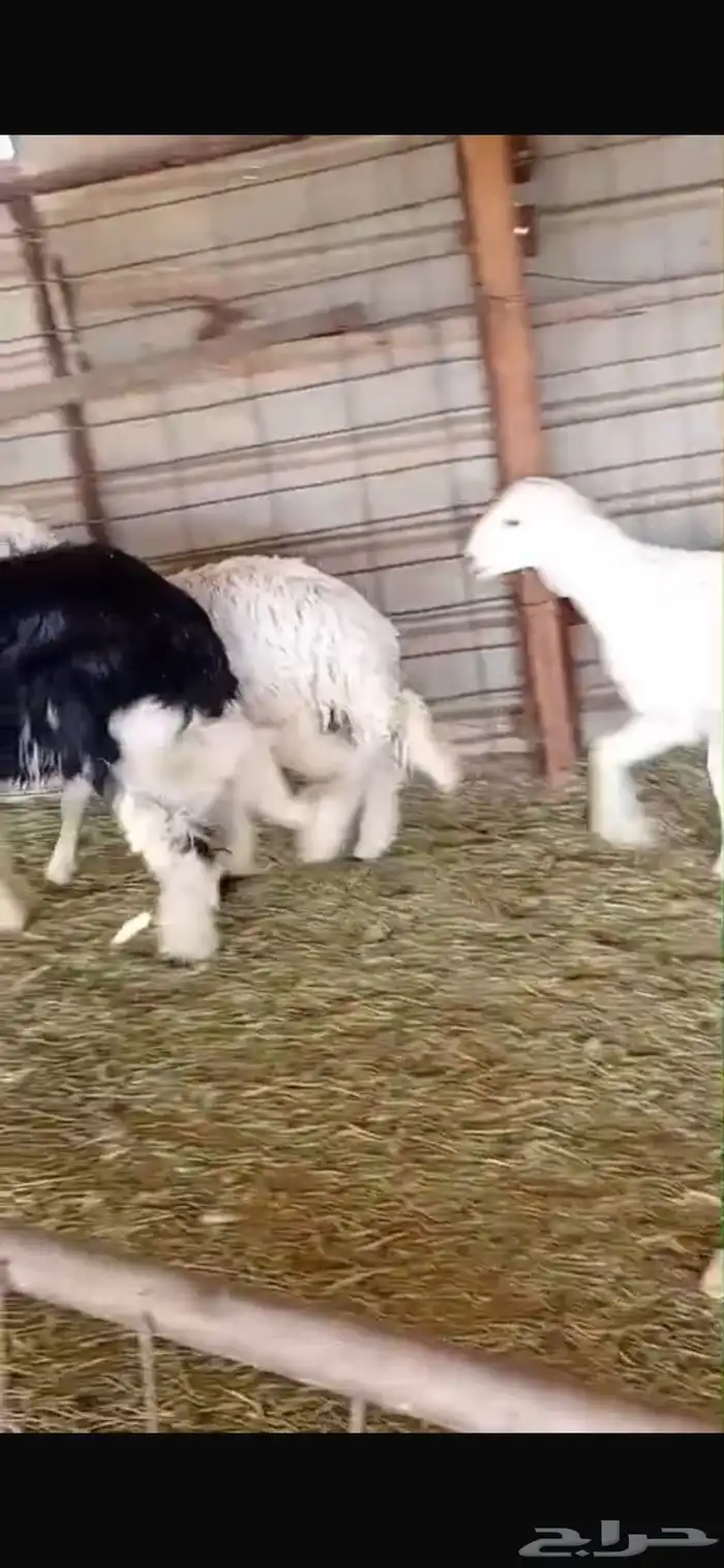 خرفان نجدي خرفان حريه ي ورخل حريه وجفره عارضيه كلها فل شحم 9