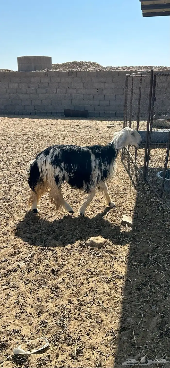 نجديه ثنيه دافع شرط 0